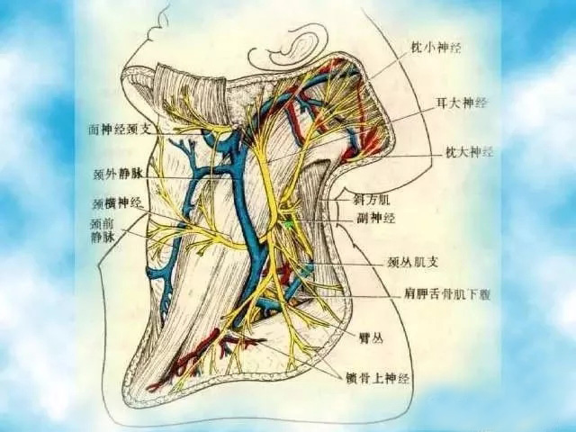 枕大神经易受卡压的位置